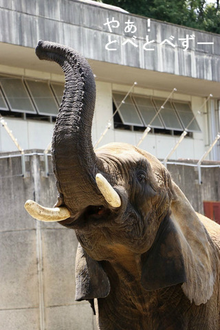 とべ動物園アフリカゾウ：