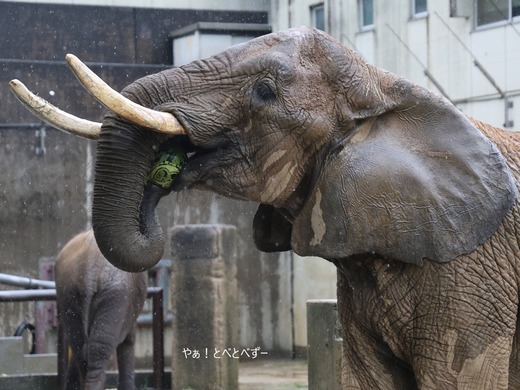 サバンナゾウ、マルミミゾウ大好きブログ:やぁ!とべとべずー