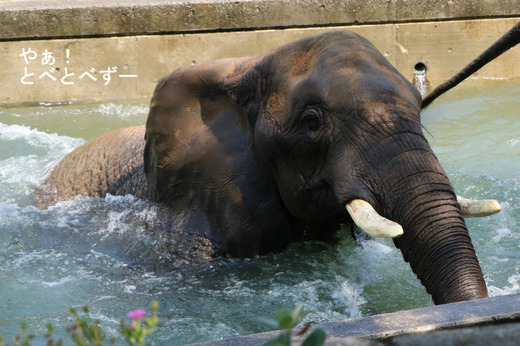 とべ動物園アフリカゾウ：リカ母さん（メス、３１歳）
