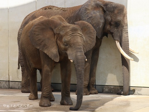 とべ動物園アフリカゾウの親子:リカ(母)、砥愛(次女)