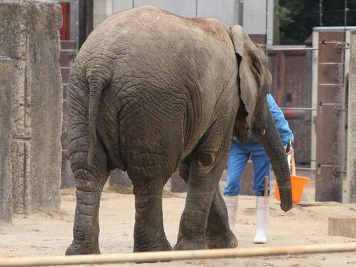 アフリカゾウ、アジアゾウ大好きブログ：やぁ！とべとべずー