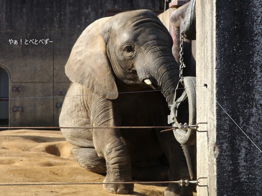 とべ動物園ブログ：砥愛、まんぷく、リュウト、ララ、イオ