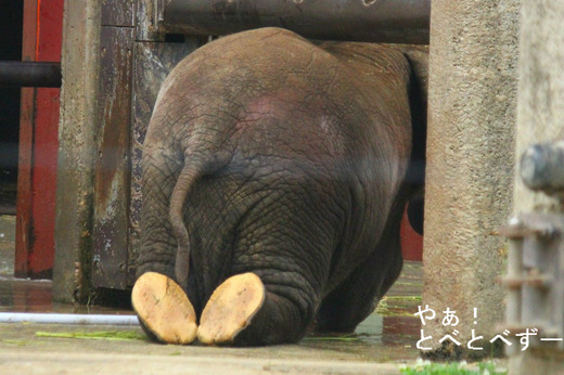 ゾウさんのお尻と足の裏