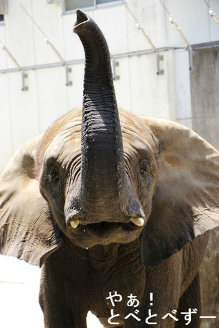 とべ動物園ブログ:やぁ!とべとべずー