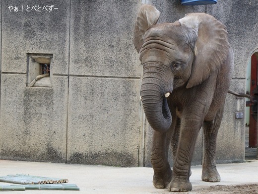 とべ動物園ブログ：やぁ！とべとべずー
