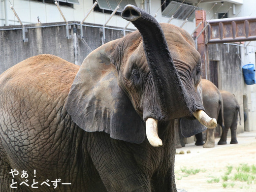 どうぶつな会～中居正広と動物に登場のアフリカゾウのお母さん