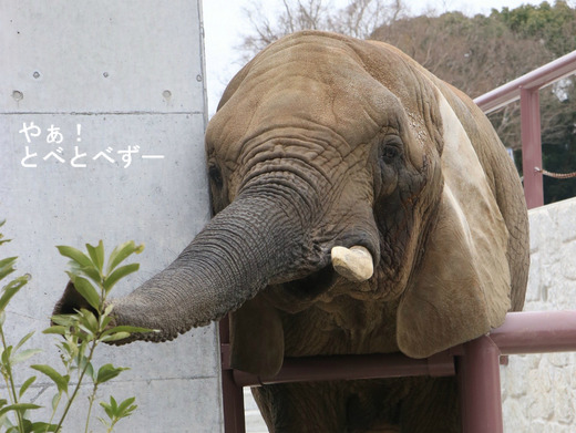 とべ動物園アフリカゾウのブログ：やぁ！とべとべずー
