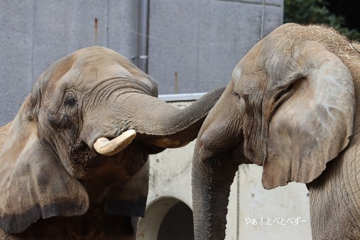 とべ動物園アフリカゾウの親子:リカ母さん、媛ちゃん