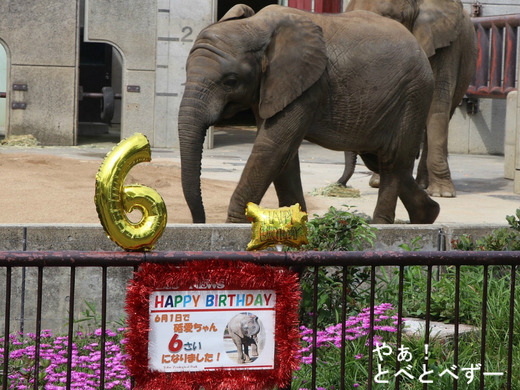 とべ動物園アフリカゾウのブログ：やぁ！とべとべずー