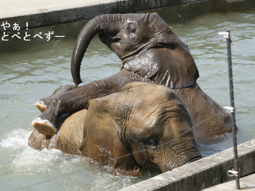 日本で唯一アフリカゾウの家族が見られる愛媛県立とべ動物園