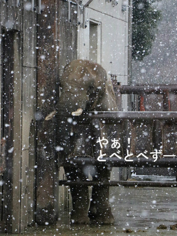 雪の日のアフリカゾウ：お母さん象のリカさん
