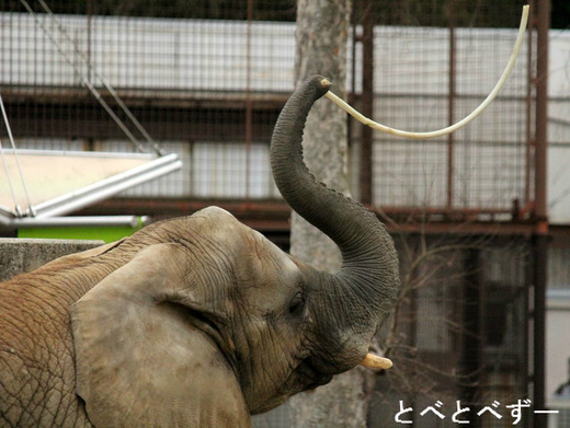 日本で唯一アフリカゾウのファミリーが暮らす、とべ動物園（愛媛）