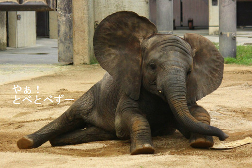 とべ動物園アフリカゾウ