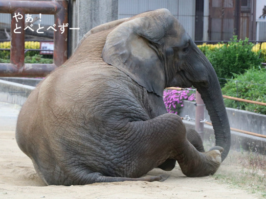 とべ動物園アフリカゾウのブログ：やぁ！とべとべずー