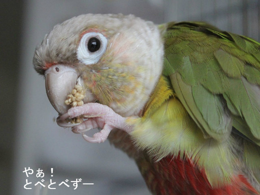 ウロコインコ（パイナップル）の『もみじ』さん
