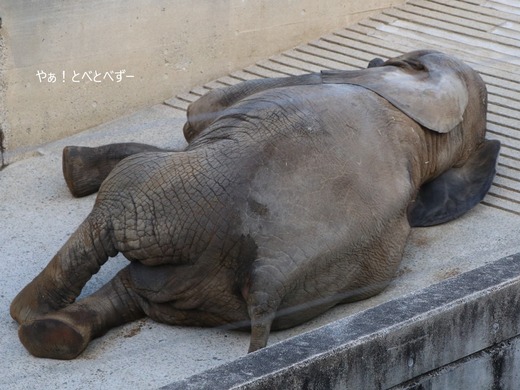 とべ動物園ブログ:やぁ!とべとべずー