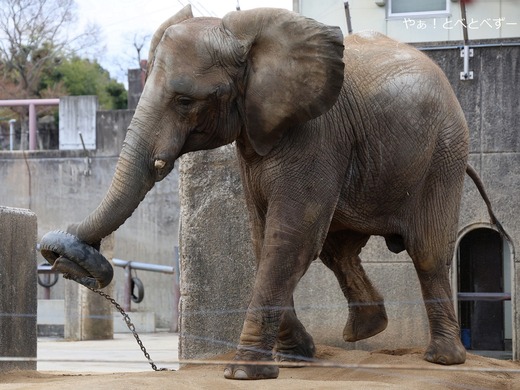 アフリカゾウ写真家：矢野賢一（やぁ！とべとべずー）