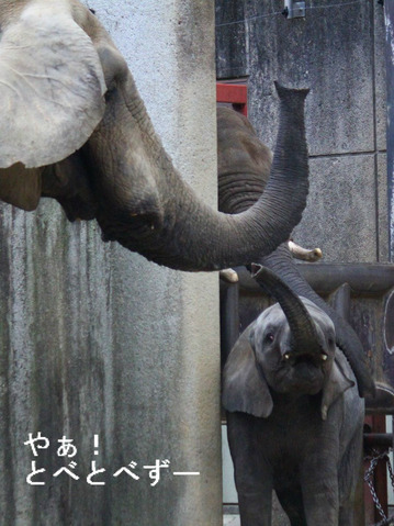 子象の砥愛（とあ）ちゃんのブログ