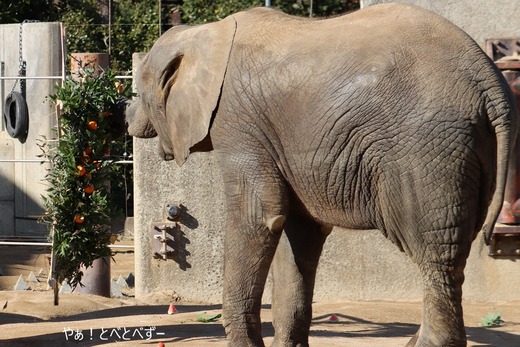 日本で唯一アフリカゾウの子象が見らえる愛媛とべ動物園