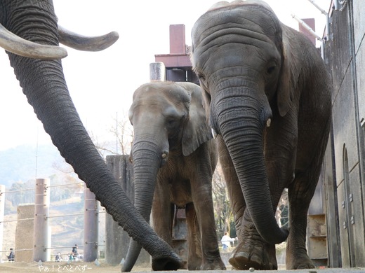 動物サポーターズデーに参加しました