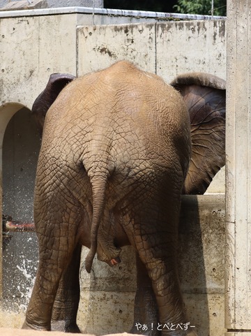 とべ動物園ブログ:やぁ!とべとべずー