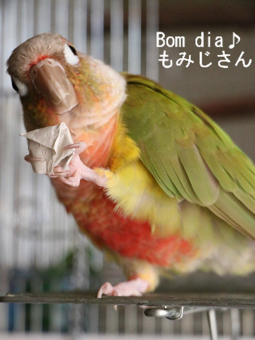 もみじさんの手作りフォージンググッズ