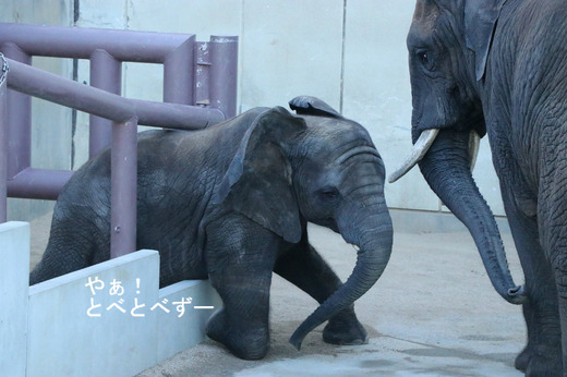 日本で唯一血縁関係のあるアフリカゾウが暮らす愛媛とべ動物園