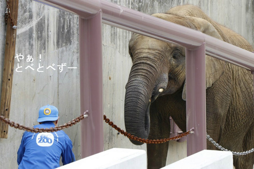 とべ動物園ブログ:やぁ!とべとべずー