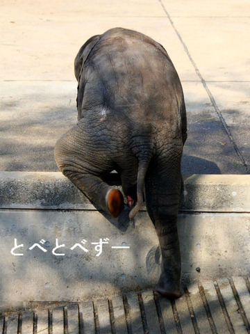 アフリカゾウの赤ちゃんに会える動物園