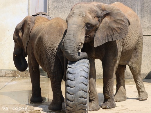 とべ動物園アフリカゾウ:媛ちゃん(メス、15歳)