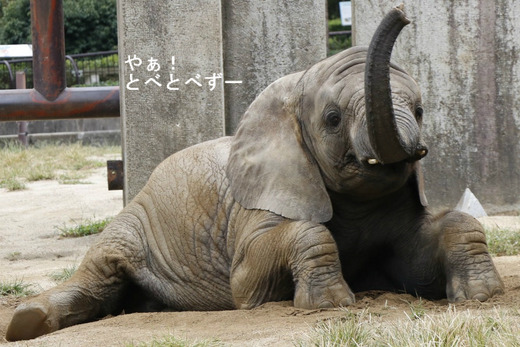 砂場で寝転がって遊ぶアフリカゾウの子象の砥愛ちゃん