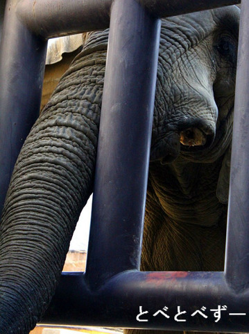 媛ちゃん、砥夢くん、砥愛ちゃんのお父さん象、アフくん