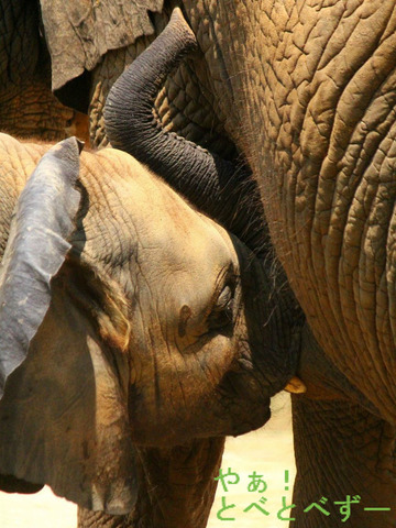 授乳中の子象の砥愛ちゃん