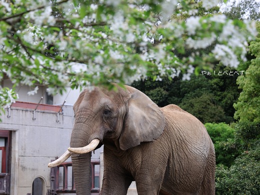 日本で唯一アフリカゾウの親子が暮らす愛媛とべ動物園