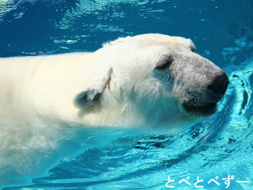 とべ動物園のブログ：やぁ！とべとべずー