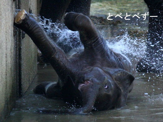 とべ動物園アフリカゾウ：とあちゃん（１歳、メス）