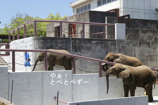 とべ動物園アフリカゾウの