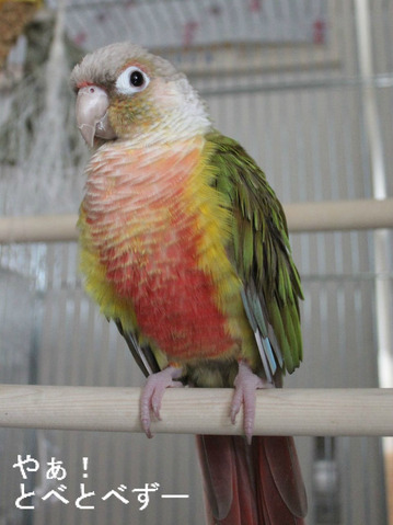 愛媛:小鳥、セキセインコ、中型インコの中川商会