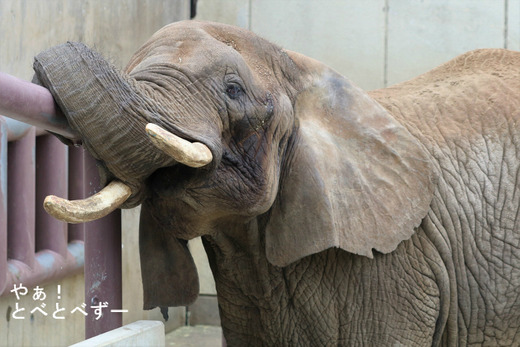 とべ動物園アフリカゾウのブログ:やぁ!とべとべずー