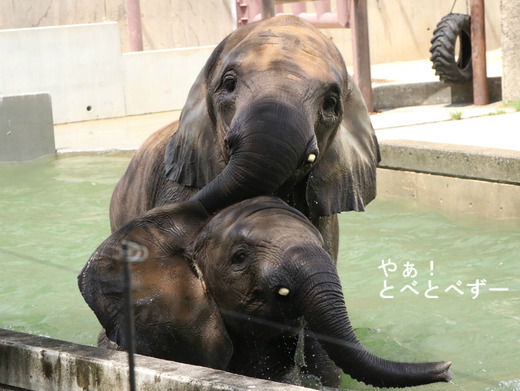 アフリカゾウの写真満載のブログ:やぁ!とべとべずー