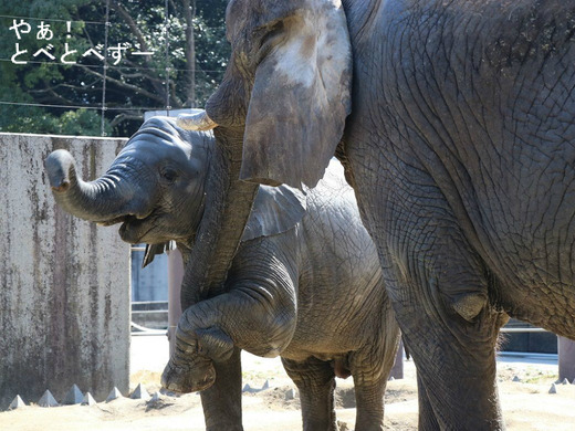 とべ動物園アフリカゾウの