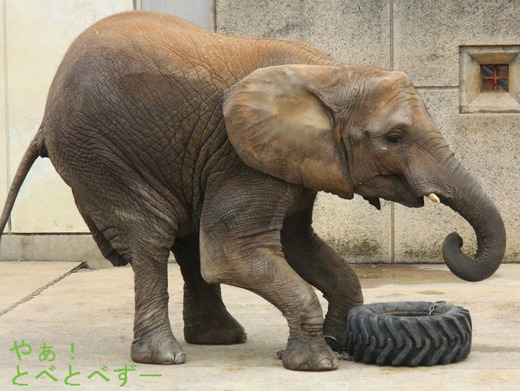 とべ動物園アフリカゾウの媛ちゃん（メス、９歳）