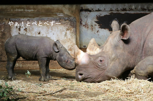 とべ動物園:ヒガシクロサイの赤ちゃん