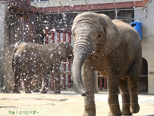 アフリカゾウ写真家:矢野賢一(やぁ!とべとべずー)
