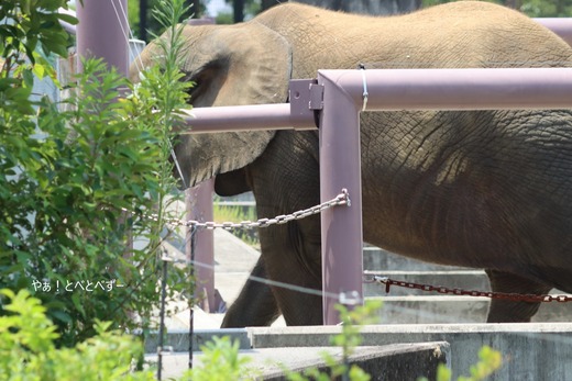 日本最年少のアフリカゾウ：砥愛ちゃん（とべ動物園）