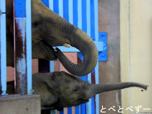 とべ動物園GWイベント:アフリカゾウのエサやり体験