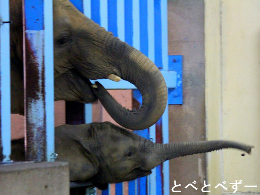 とべ動物園ＧＷイベント：アフリカゾウのエサやり体験