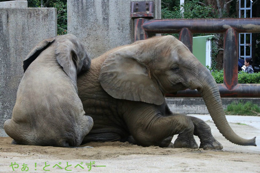 NHK「アフリカゾウの家族をつくる」に登場の媛ちゃん