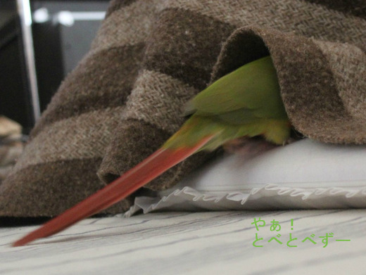 ウロコインコの、もみじさん