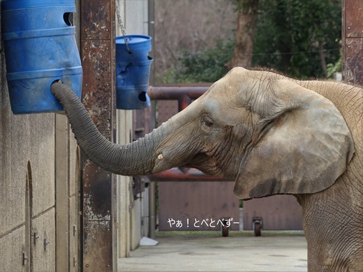 とべ動物園アフリカゾウ：媛ちゃん（メス、14歳）